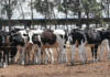 Confusion, cost and coordination failures cloud FMD vaccine rollout