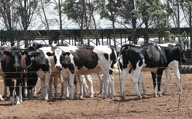 Confusion, cost and coordination failures cloud FMD vaccine rollout