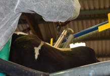 Court orders Agriculture Minister to publish FMD vaccination scheme – and foot the bill for wasted costs