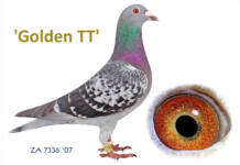 Golden TT shows the value of a world-class female racing pigeon