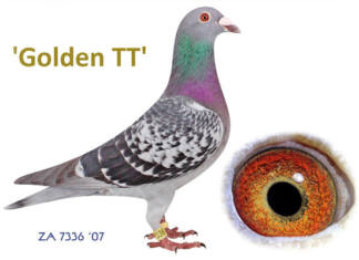 Golden TT shows the value of a world-class female racing pigeon