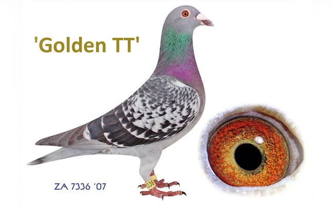 Golden TT shows the value of a world-class female racing pigeon