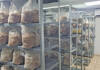 Holy Shiitake: mastering the science of gourmet fungi