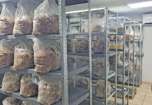 Holy Shiitake: mastering the science of gourmet fungi