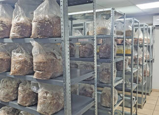 Holy Shiitake: mastering the science of gourmet fungi