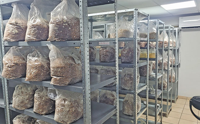 Holy Shiitake: mastering the science of gourmet fungi