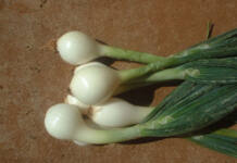 Harvesting and curing onions, extending marketing season