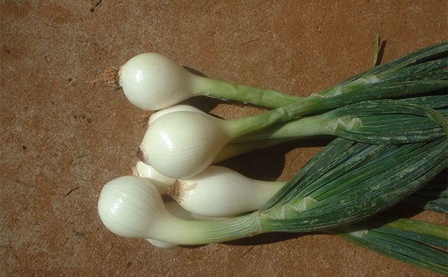 Harvesting and curing onions, extending marketing season