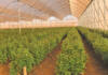 Zimbabwean farmers’ undercover success stories