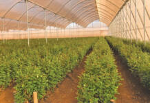 Zimbabwean farmers’ undercover success stories