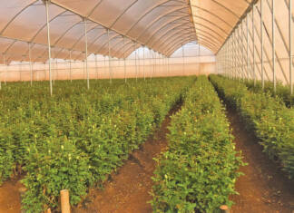 Zimbabwean farmers’ undercover success stories