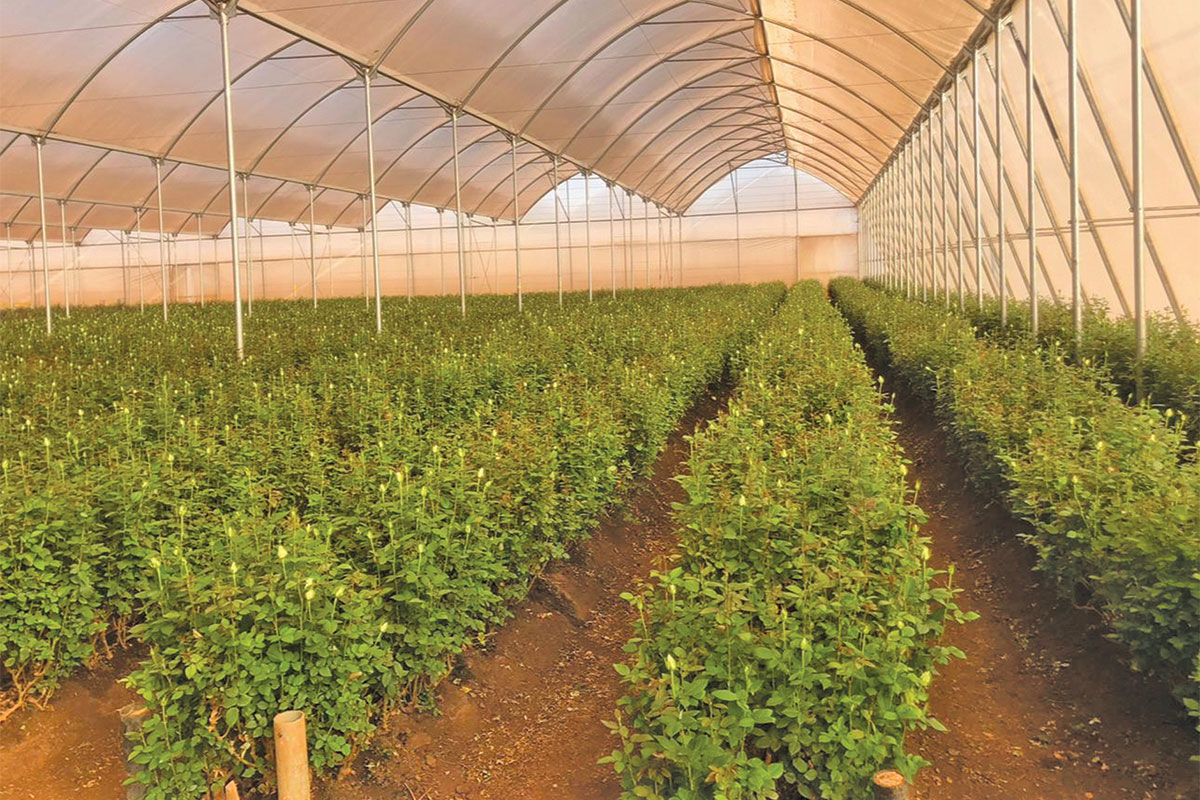 Zimbabwean farmers’ undercover success stories