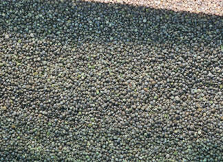 Technology in hemp production