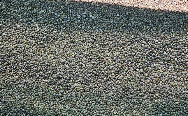 Technology in hemp production