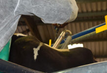 KZN dairy farmers question Steenhuisen over FMD response