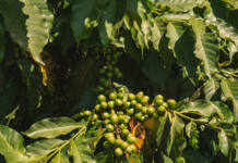 From cockpit to coffee: a Kenyan farmer’s path to sustainable production