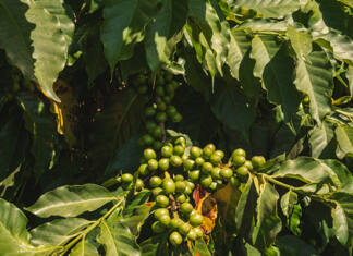 From cockpit to coffee: a Kenyan farmer’s path to sustainable production