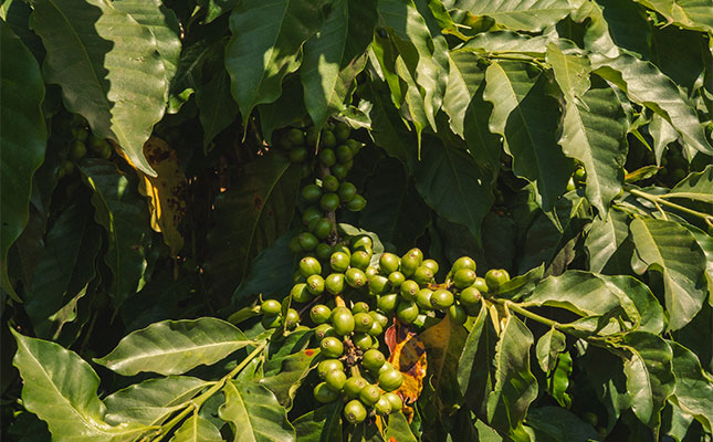 From cockpit to coffee: a Kenyan farmer’s path to sustainable production