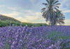 SA’s essential oils step into global spotlight