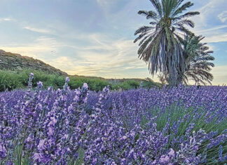 SA’s essential oils step into global spotlight