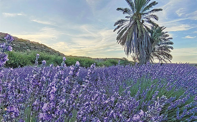 SA’s essential oils step into global spotlight