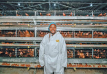 From planning to peak lay: building a profitable egg business