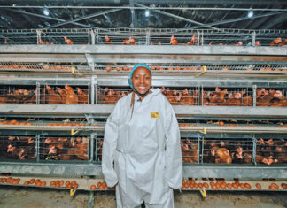 From planning to peak lay: building a profitable egg business
