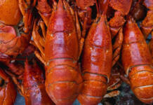 R2,8m boost for lobster co-ops in Port St Johns