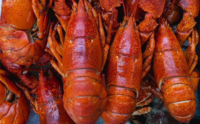 R2,8m boost for lobster co-ops in Port St Johns