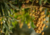 Macadamia prices in 2026: whole kernels rise but halves slip