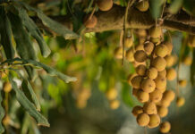 Macadamia prices in 2026: whole kernels rise but halves slip
