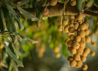 Macadamia prices in 2026: whole kernels rise but halves slip