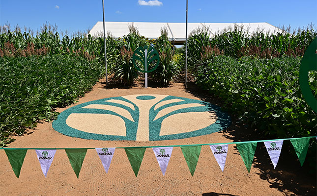 This is Pannar Extravaganza season!