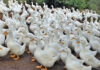 Duck farm takes flight with free-range Pekins