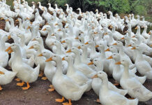Duck farm takes flight with free-range Pekins