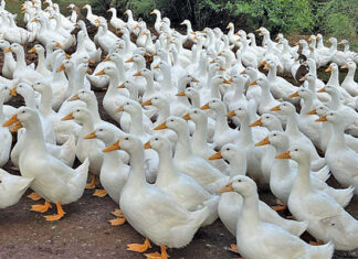 Duck farm takes flight with free-range Pekins