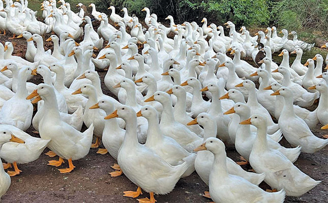Duck farm takes flight with free-range Pekins