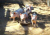 Pork producers count the cost of ASF, FMD outbreaks