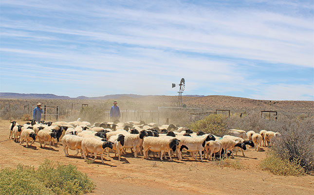 ‘The Dorper thrives under suboptimal conditions’