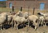 Qhimirha Village mohair farmers receive infrastructure, machinery boost