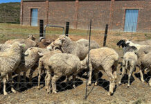 Qhimirha Village mohair farmers receive infrastructure, machinery boost