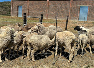 Qhimirha Village mohair farmers receive infrastructure, machinery boost