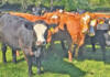 The Simmentaler advantage in Southern Africa