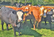 The Simmentaler advantage in Southern Africa