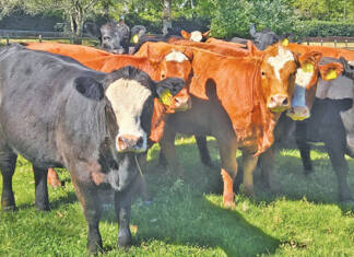 The Simmentaler advantage in Southern Africa