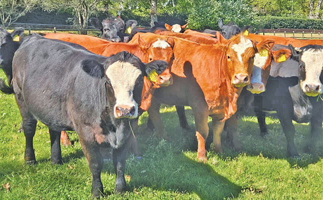 The Simmentaler advantage in Southern Africa