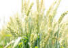 Wheat import tariff set to drop by more than R465/t