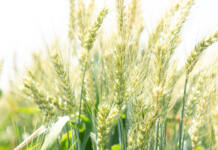 Wheat import tariff set to drop by more than R465/t