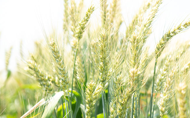 Wheat import tariff set to drop by more than R465/t
