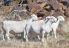 Dorper production built on genetics, adaptability and disciplined management